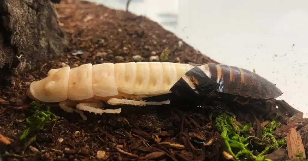 do cockroaches shed their skin