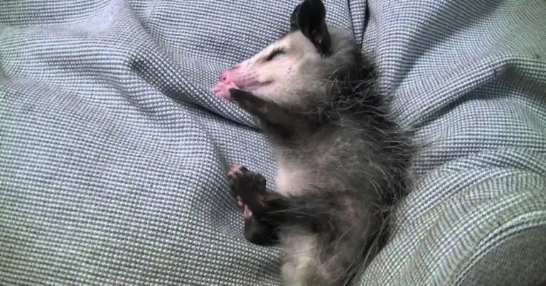 Where Do Possums Sleep? 6 Amazing Nesting Areas
