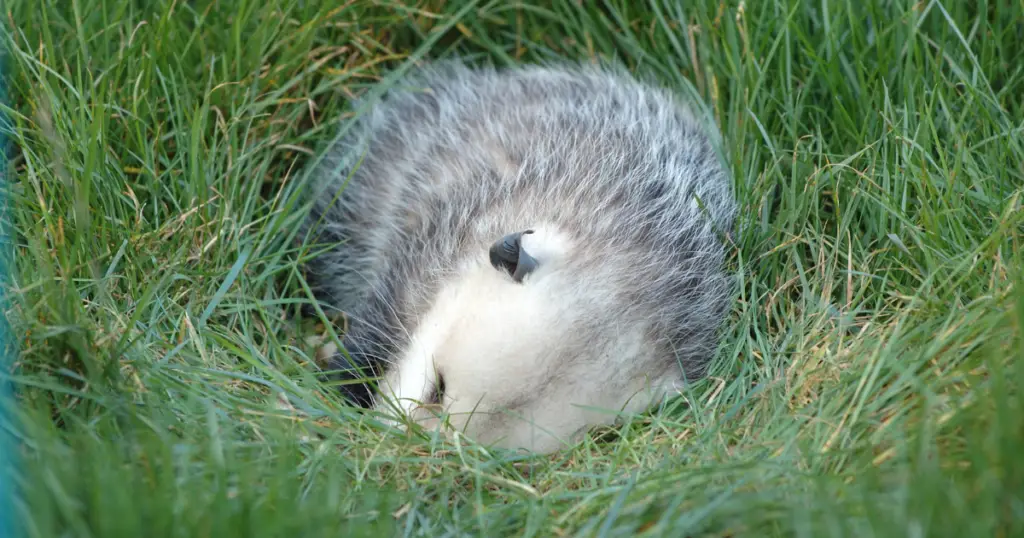 where do possums sleep
